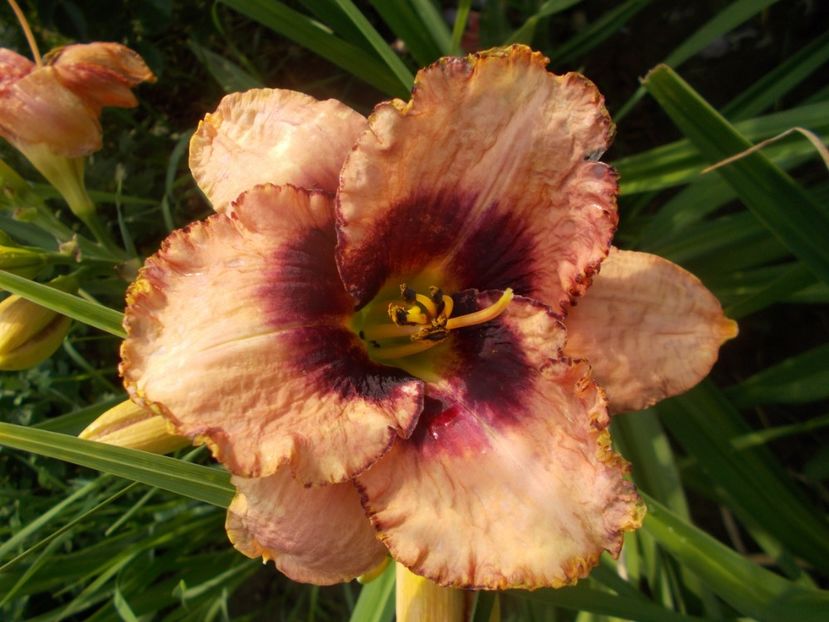 DARING DECEPTION - Hemerocallis 2020