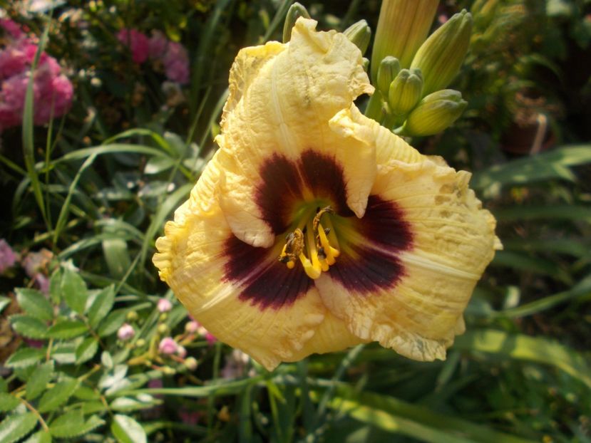 ELFIN ESCAPADE - Hemerocallis 2020