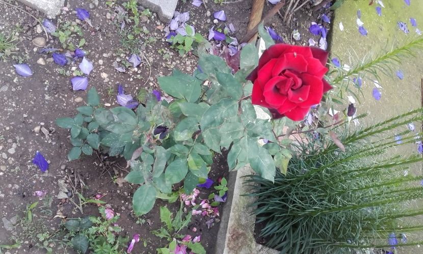 24 06 2020 - Black Baccara