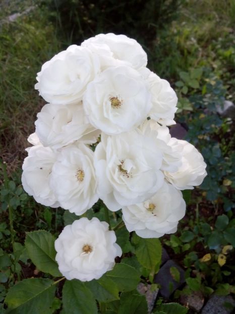  - Bouquet parfait