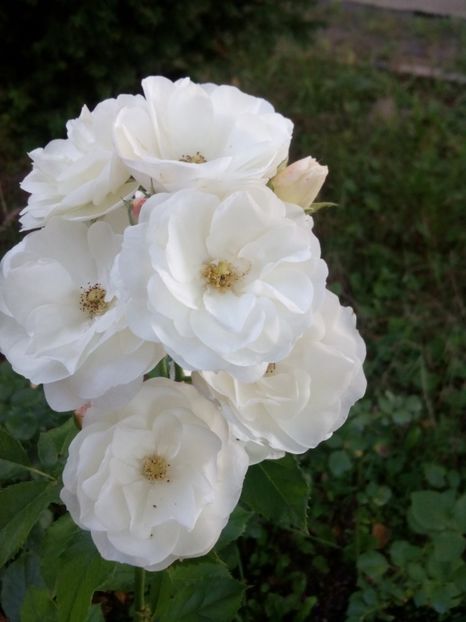  - Bouquet parfait