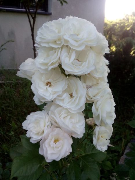  - Bouquet parfait