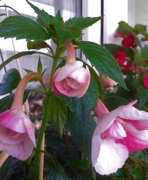  - colectia mea de achimenes 001 2020