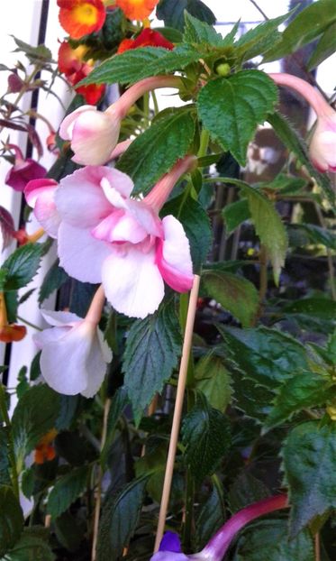  - colectia mea de achimenes 001 2020