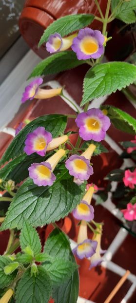  - BriDs Estrella de Oro