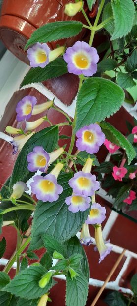  - BriDs Estrella de Oro