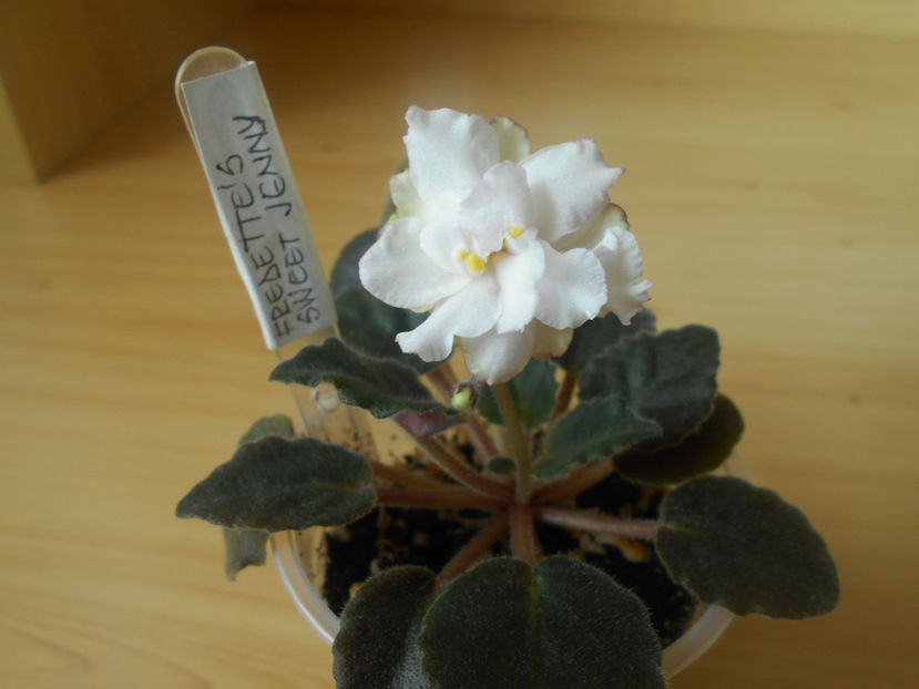 Fredette s Sweet Jenny - 02___VIOLETE AFRICANE