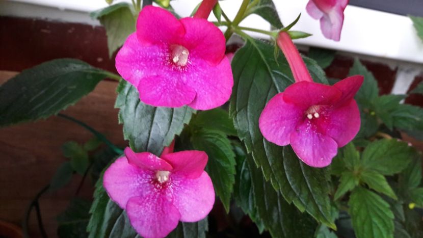  - BriDs Silvia Marinovici