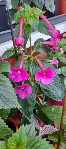  - BriDs Silvia Marinovici