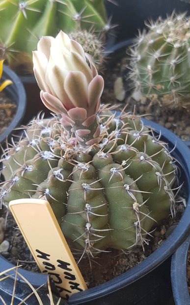 Gymnocalycium quehlianum - Gymnocalycium