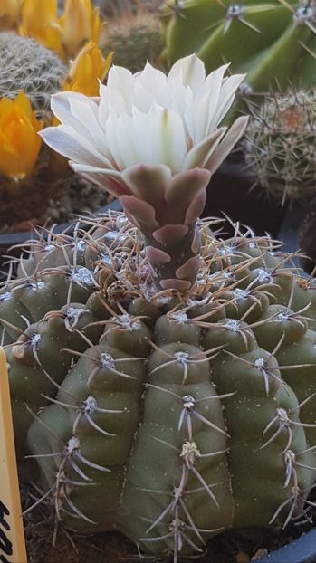 Gymnocalycium quehlianum - Gymnocalycium