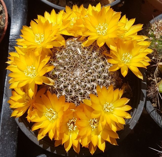 Rebutia arenacea - Rebutia