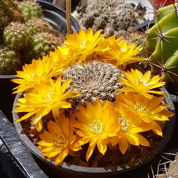  - Rebutia