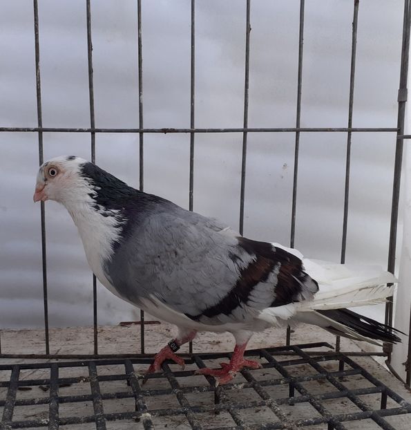  - 4-Jucatori de Galati