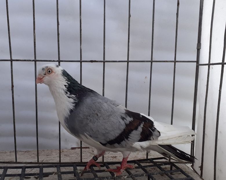  - 4-Jucatori de Galati