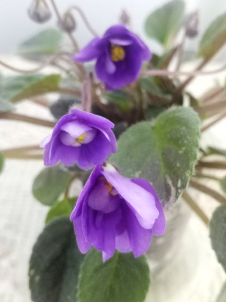 25 iun - In Love Again