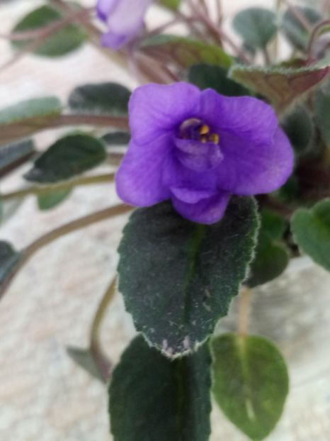 25 iun - In Love Again