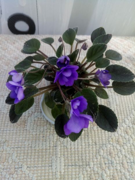 28 iun - In Love Again