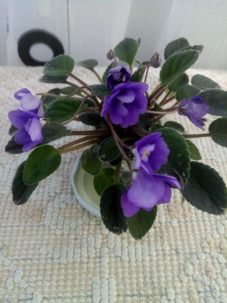 28 iun - In Love Again