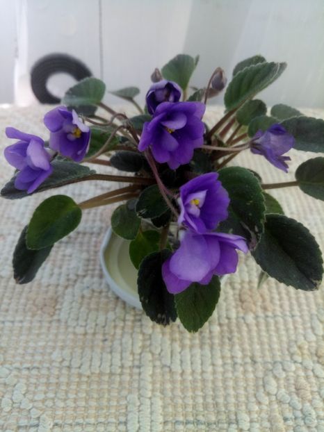 28 iun - In Love Again