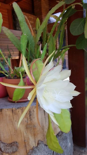  - Epiphyllum