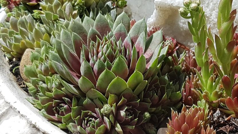  - Suculente de exterior 2018-2021