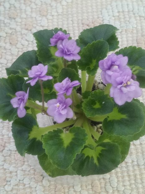 25 iun - Persian Prince