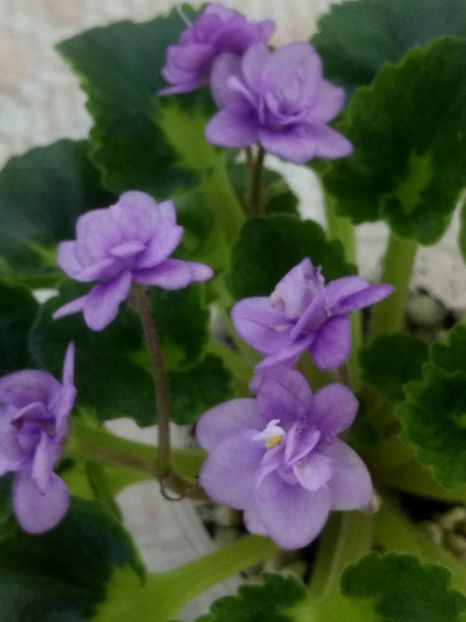 25 iun - Persian Prince