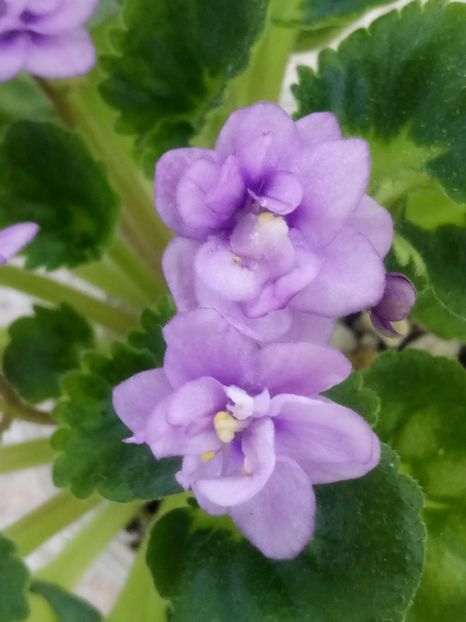 25 iun - Persian Prince