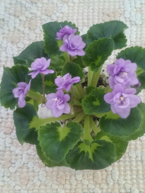 25 iun - Persian Prince