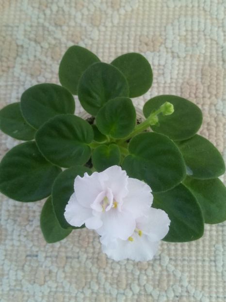 25 iun - ZZ Ness Sheer Peace