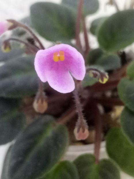 25 iun - Flashy Trail