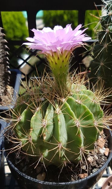 Acanthocalycium violaceum - Echinopsis