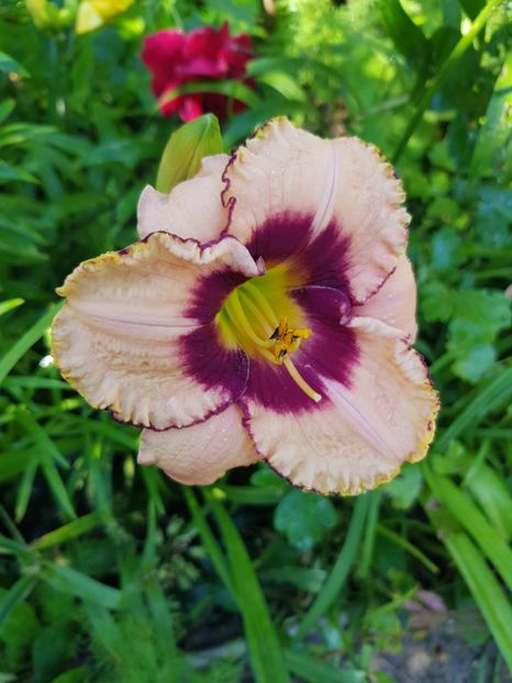 Sharing deception - Hemerocallis