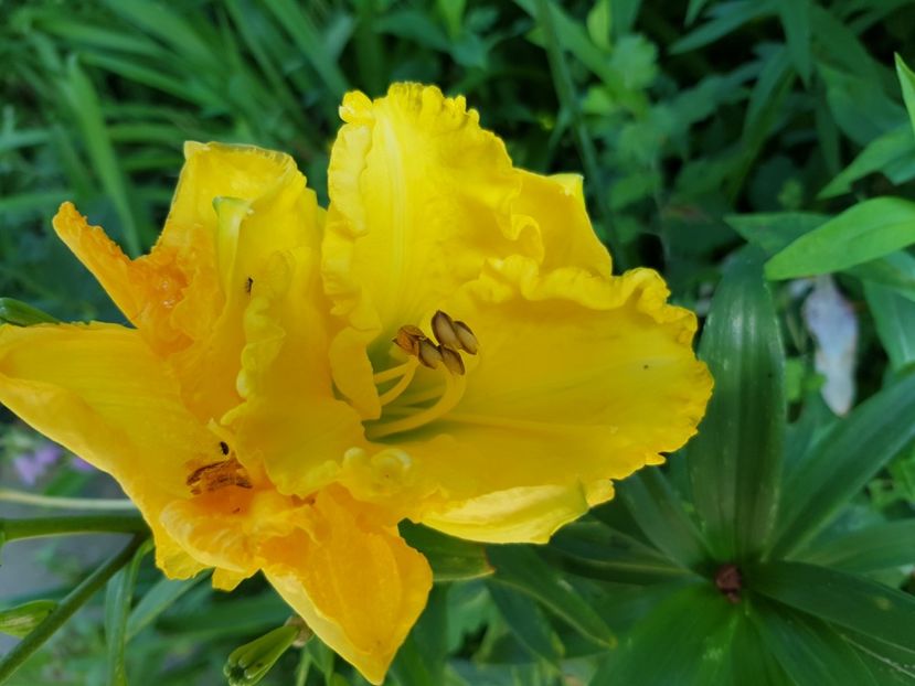 Hello sunshine - Hemerocallis