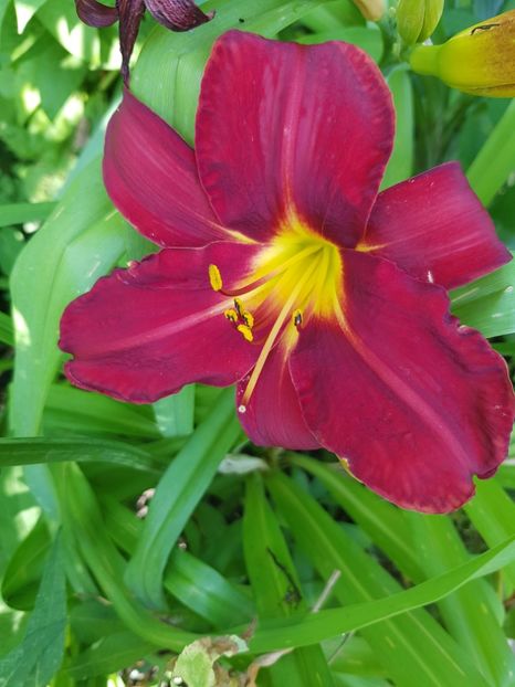  - Hemerocallis