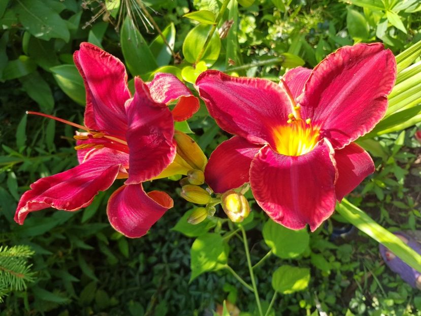  - Hemerocallis