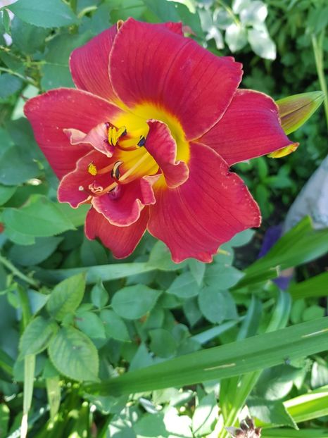  - Hemerocallis