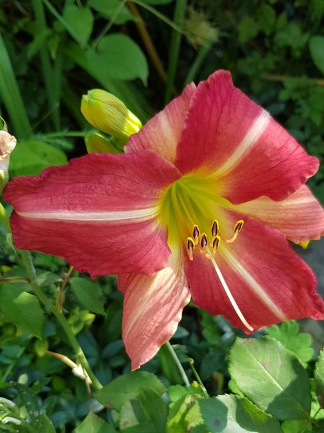  - Hemerocallis
