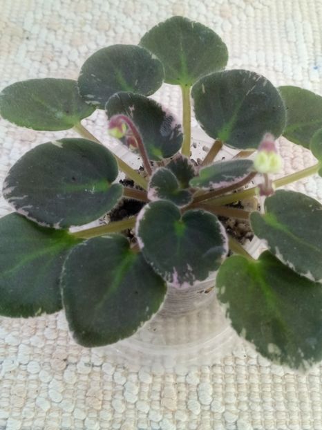 25 iun - ZZ Senk s Vespa Verde