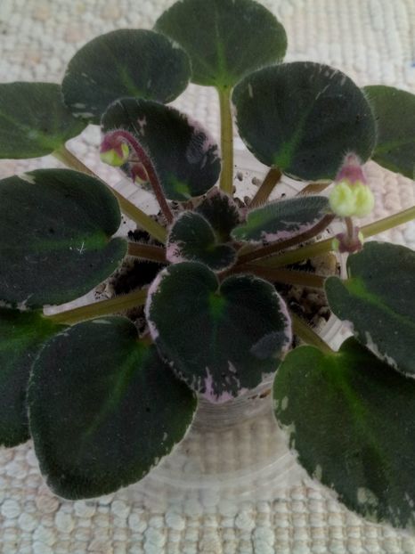 25 iun - ZZ Senk s Vespa Verde