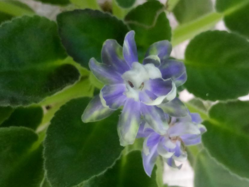 28 iun - N Snezhnyi Georgin