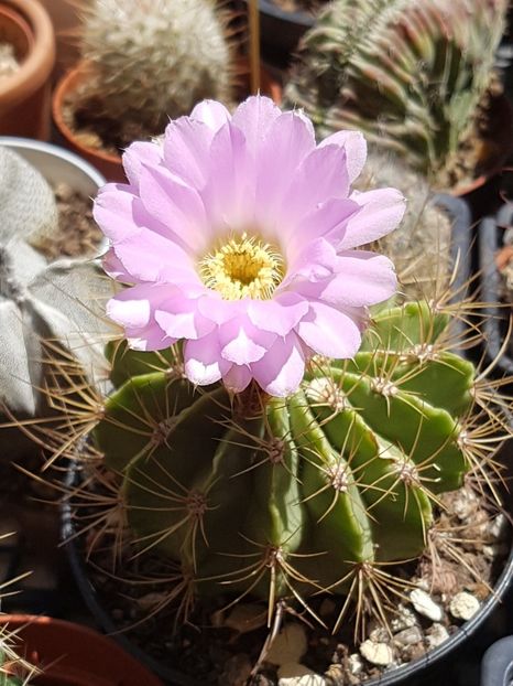 Acanthocalycium violaceum - Echinopsis