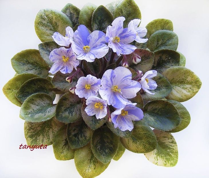 poza net - N Autumn Dream