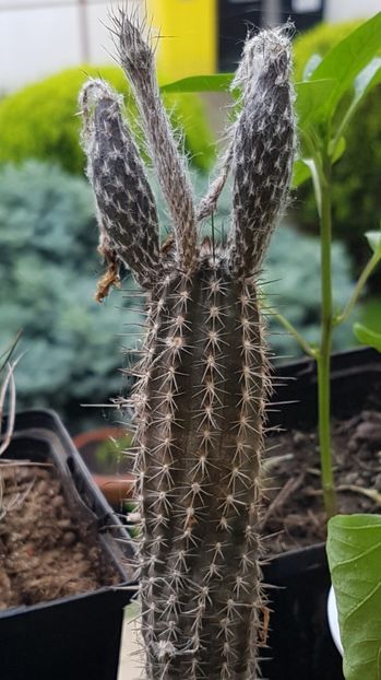 Setiechinopsis mirabilis - Echinopsis