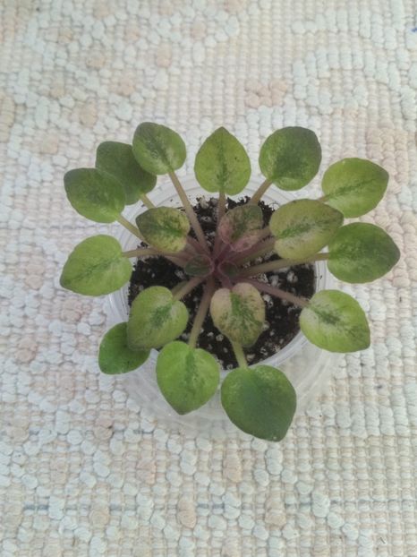 25 iun - N Autumn Dream