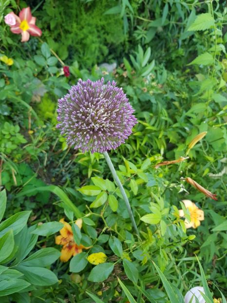  - Allium