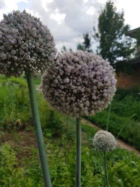  - Allium