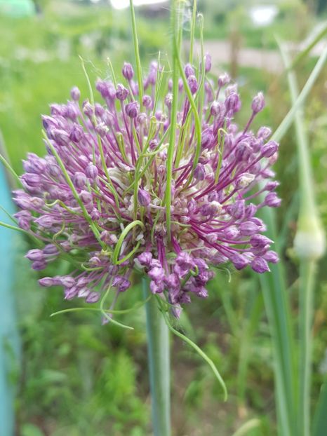  - Allium