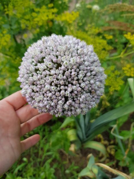  - Allium